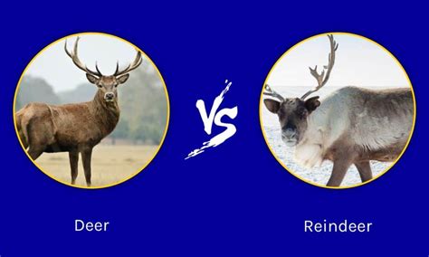 Deer vs Reindeer: What Are 8 Key Differences? - A-Z Animals