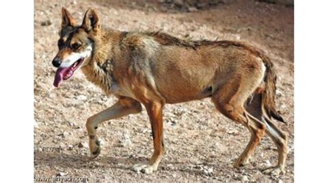 White Wolf : The Arabian wolf - can it be saved from extinction?