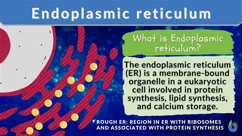 Endoplasmic reticulum - Definition and Examples - Biology Online Dictionary