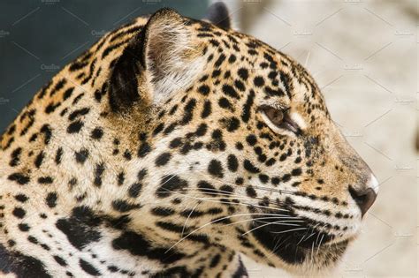 Leopard close up | High-Quality Animal Stock Photos ~ Creative Market