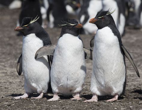 https://flic.kr/p/22e7EqN | Rockhopper Penguins | Rockhopper Penguins on Saunders Island in the ...