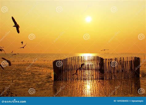 Beautiful Nature Landscape Sunset and Seagull Birds on the Beach. Stock Image - Image of sand ...