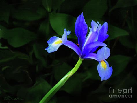 Japanese Blue Iris Photograph by Patricia L Davidson