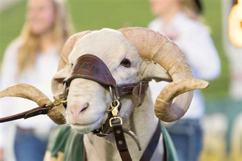 Other Live Mascots | Alumni Association | University of Colorado Boulder