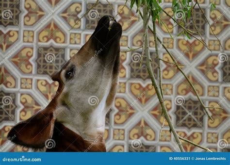 Okapi stock image. Image of leaves, okapi, tongue, animal - 40556331