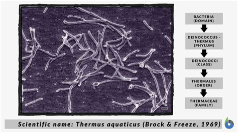 Thermophile - Definition and Examples - Biology Online Dictionary