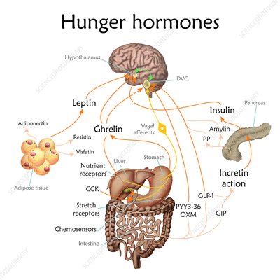 Appetite and hunger hormones, illustration - Stock Image - F022/2022 ...