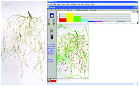 Scanned image of a tomato root system (left) and the corresponding ...