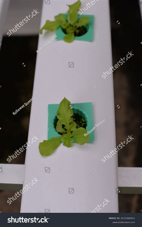 Hydroponic Nutrient Film Technique Nft System Stock Photo 2211060011 | Shutterstock