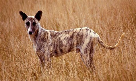 Africanis, the original dog of Africa - South Africa Gateway