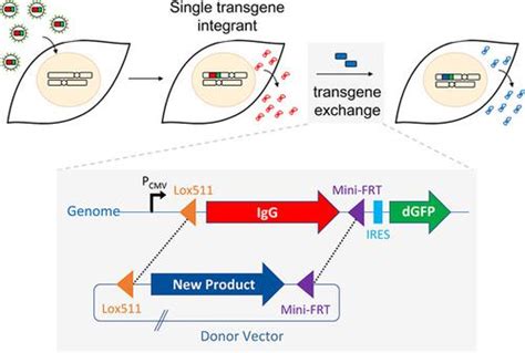 Single Copy Transgene Integration in a Transcriptionally Active Site for Recombinant Protein ...