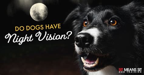 Do Dogs Have Night Vision | Sit Means Sit San Gabriel Valley