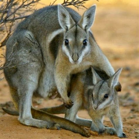 Endangered Species Spotlight: Bridled Nail-tailed Wallaby | Featured Creature