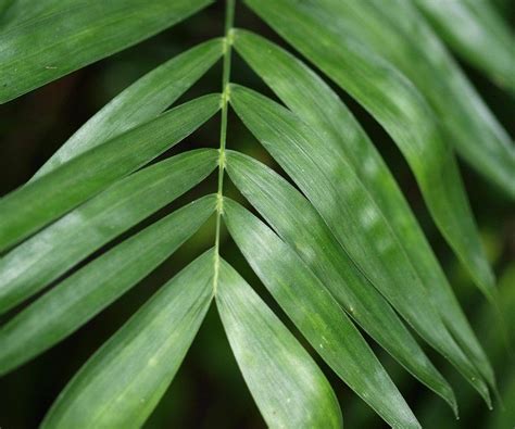 Bamboo Palm SEEDS, Chamaedorea Seifrizii,Reed Palm, Seifriz's Bamboo Palm. Tropical beauty for ...