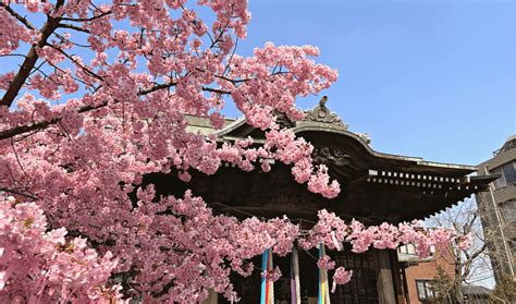 Tokyo Sakura Jingu Shrine Cherry Blossom - Japan Web Magazine