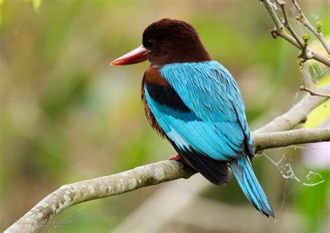 Blue Beauty | White-Throated Kingfisher | Rampura Lake | Flickr