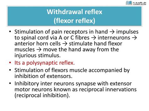 PPT - Spinal Cord Reflexes PowerPoint Presentation - ID:1747380