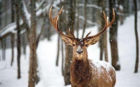 Deer in Snow Wallpaper - WallpaperSafari