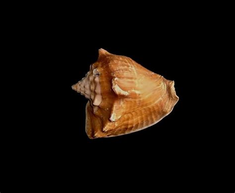 Free picture: sea, shell, photographer, studio