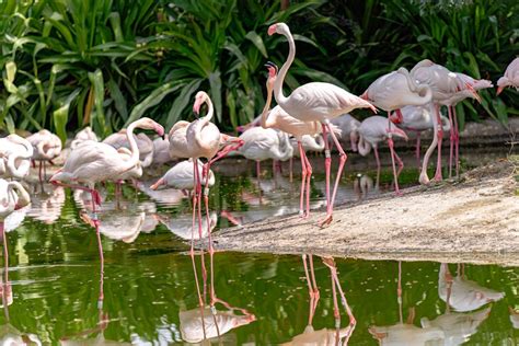 Flock of Flamingo · Free Stock Photo