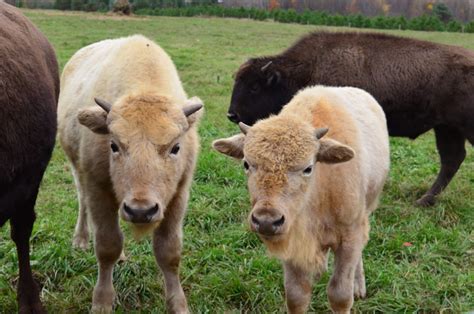 Gallery – White Bison Farm