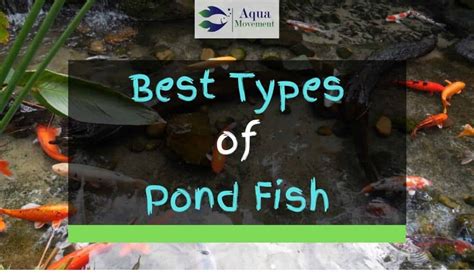 13 Best Types of Backyard Pond Fish | Aqua Movement