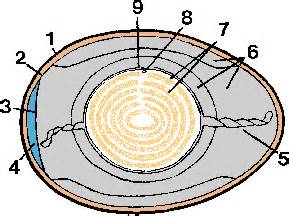 Egg Definition & Meaning - Merriam-Webster