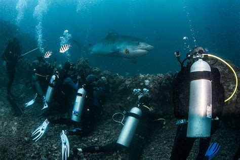 Shark diving in Fiji’s Beqa Lagoon - Lonely Planet