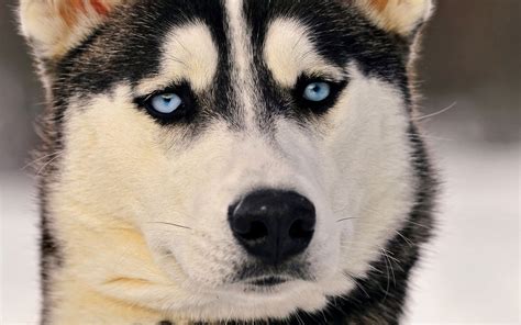 3840x2400 Siberian Husky Eyes 4k HD 4k Wallpapers, Images, Backgrounds, Photos and Pictures