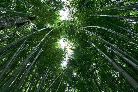 Free photo: Bamboo, Bamboo Forest - Free Image on Pixabay - 595445