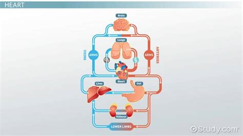 Circulatory System Diagram For Kids