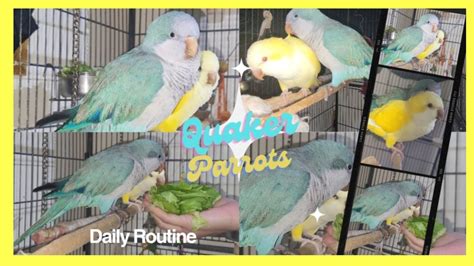 How i feed my Quaker Parrot fruits and vegetables 🥕🥬🍎 - YouTube