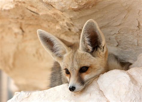 African desert fox looking from above – The soft, long hair that covers ...