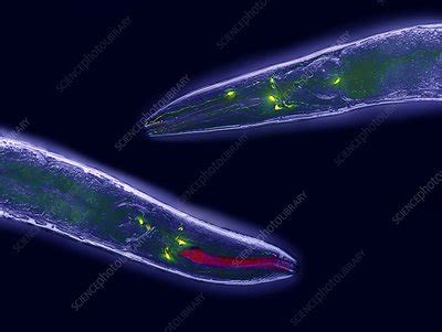 Caenorhabditis elegans - Stock Image - C011/1388 - Science Photo Library