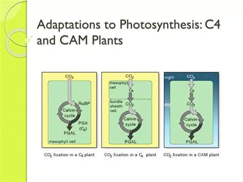 PPT - Adaptations to Photosynthesis: C4 and CAM Plants PowerPoint ...