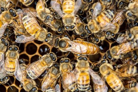 Requeening a hive and purchasing a queen bee | Handling and management ...