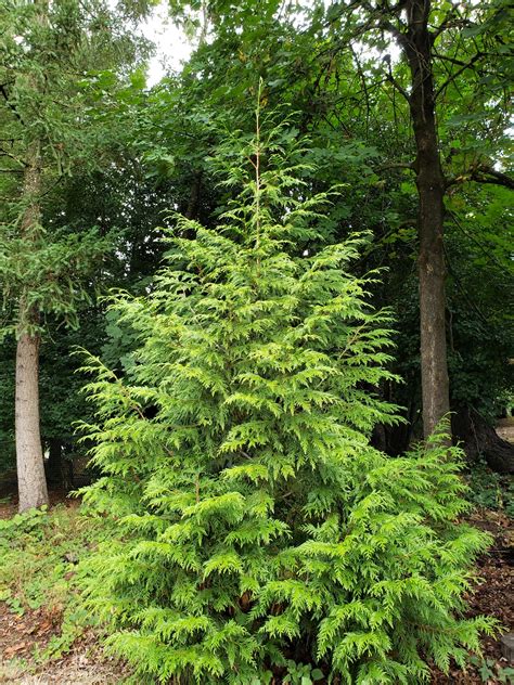 Western Red Cedar Stress - For The Love Of Trees, LLC : For The Love Of ...