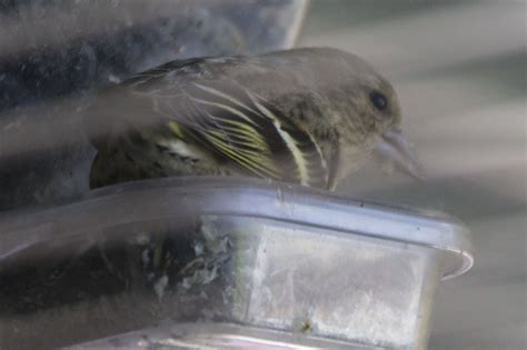 Pine Siskin at my Window Bird Feeder – Northwest Picture Maker