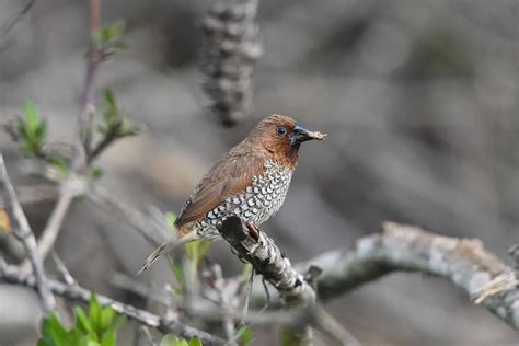 Scaly-breasted Munia (Lonchura punctulata) - Hawaii Bird Guide