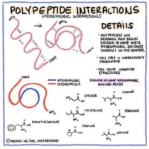 Biochemistry Infographic: Polypeptide Interactions Hydrophobic ...