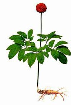 Tienchi Ginseng Cut Root - San Qi - Panax notoginseng - Luminescents Ginseng Plant, Ginseng Tea ...