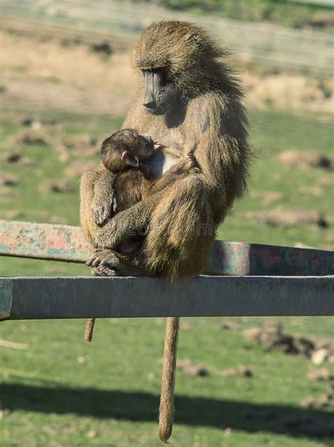 Mother and baby baboon stock photo. Image of care, primate - 39114320