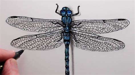 How to Draw a Dragonfly: Step by Step Drawing for Beginners - YouTube ...