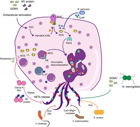 buona volontà Scettico Enumerare extracellular traps Autorizzazione magro compleanno