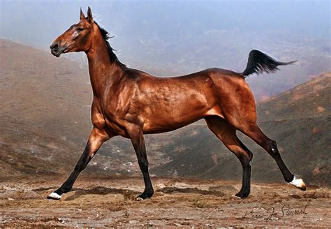 Akhal Teke | Horses, Akhal teke horses, Akhal teke