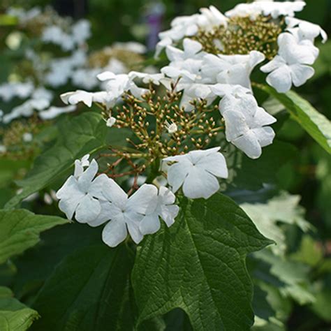 Viburnum trilobum 'Wentworth' - Horsford Gardens and Nursery