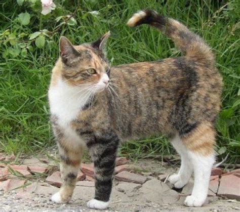 Calico Tortoiseshell Cat Breeds - Pets Lovers