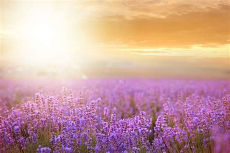 Lavender Field Sunset Wallpapers - Top Free Lavender Field Sunset ...