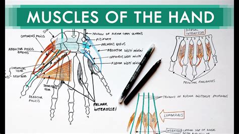 Extraocular Muscles Nerve Supply Cheapest Online, Save 65% | jlcatj.gob.mx