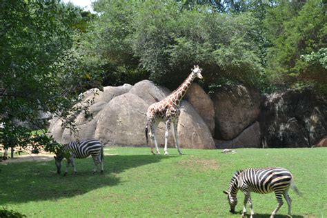 At the North Carolina Zoo | Shutterbug